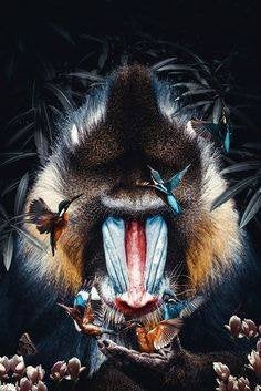 Dibond ophangplaat Posterjunkie 120x180 Mandrill, Ophalen, Zo goed als nieuw, 100 tot 125 cm, Print