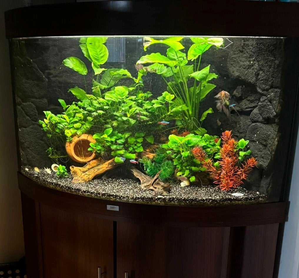aquarium, Dieren en Toebehoren, Ophalen, Gebruikt, Gevuld zoetwateraquarium, Inclusief vissen