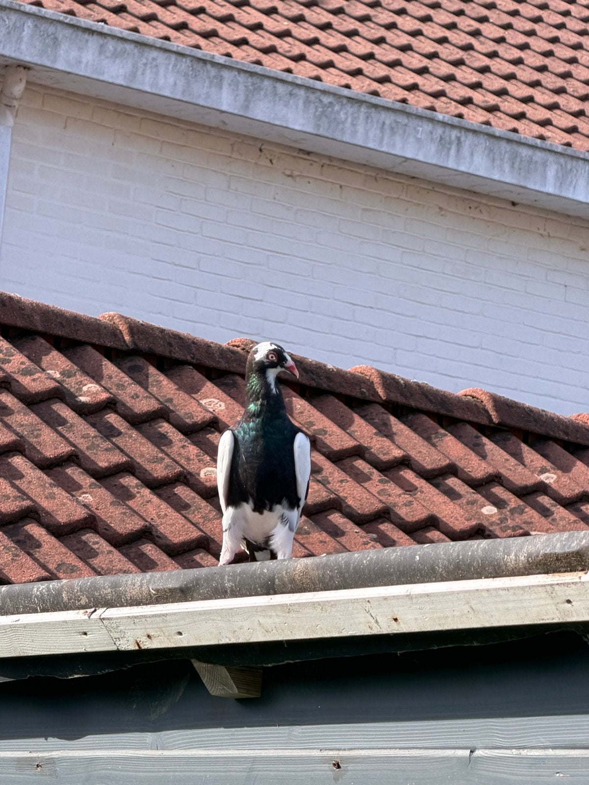 Biede, Meerdere dieren, Postduif