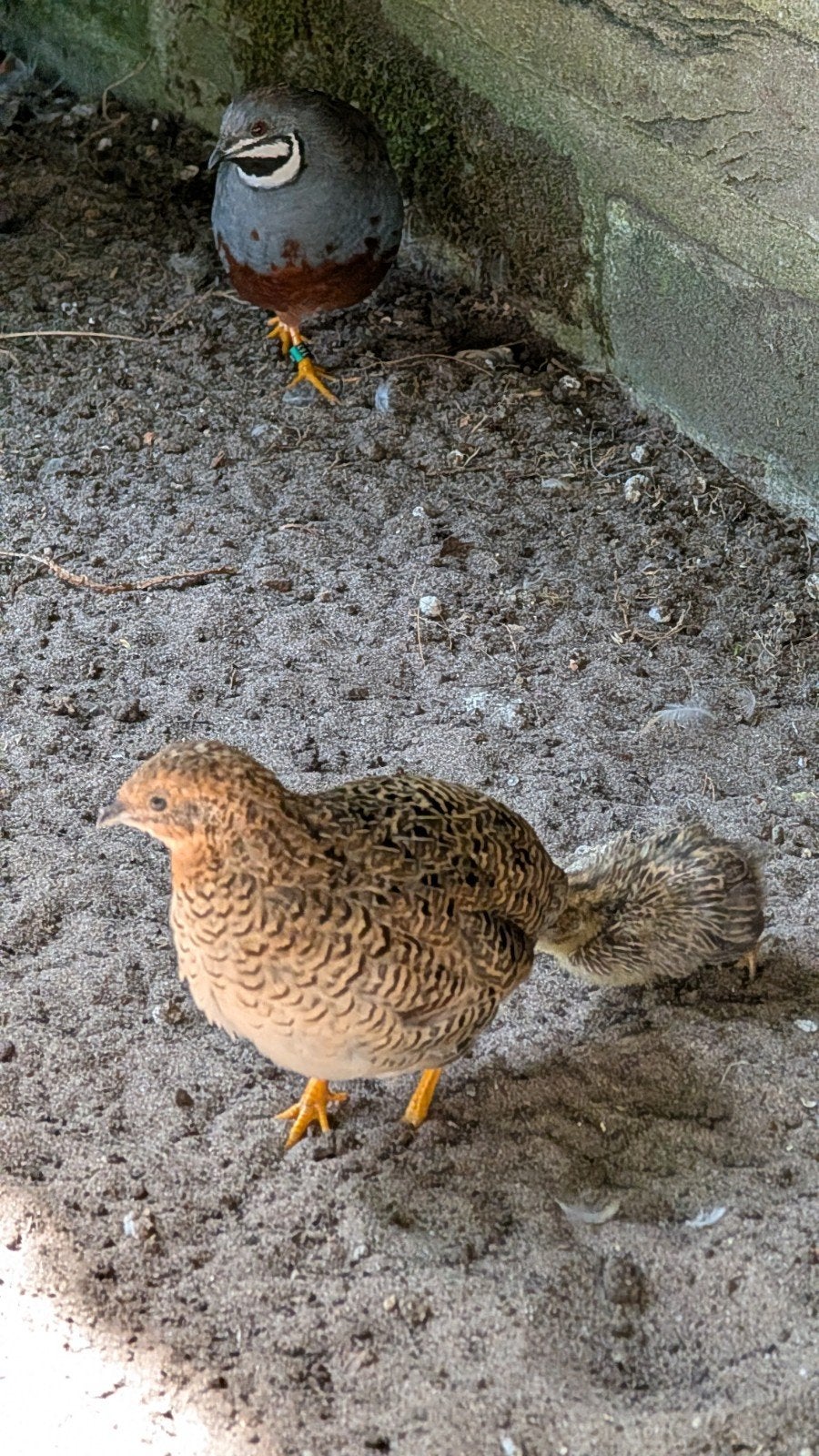 trio Chinese dwerg kwartels, Dieren en Toebehoren, Vogels | Overige Vogels, Meerdere dieren