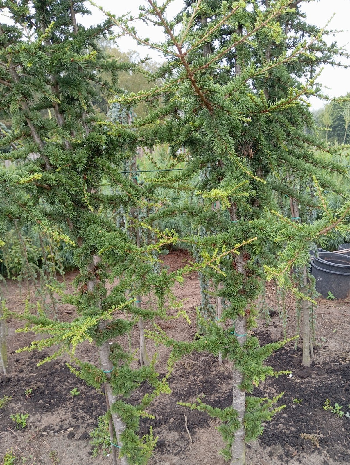 Cedrus., Ophalen, Volle zon, Overige soorten, 100 tot 250 cm