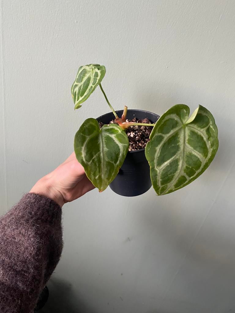 Anthurium Silver Blush stekjes, Ophalen, Halfschaduw, Minder dan 100 cm