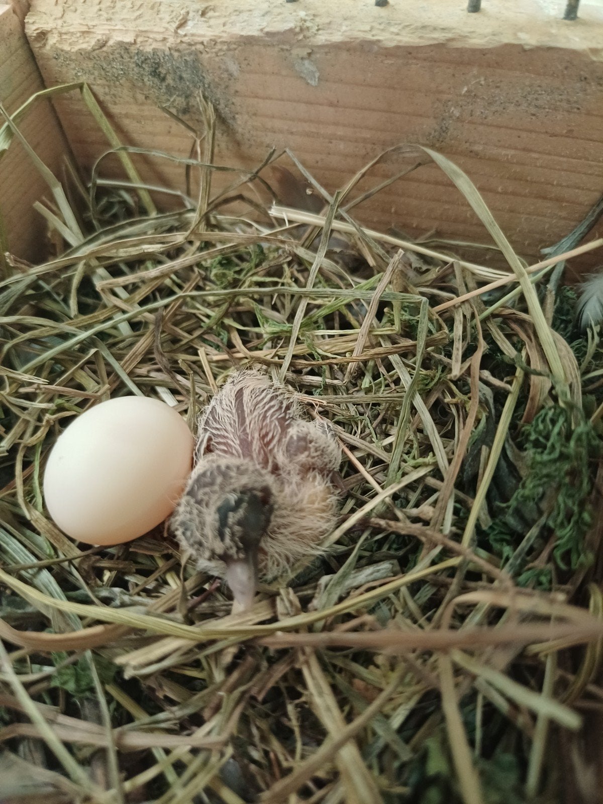 Diamant duifjes bont, Dieren en Toebehoren, Vogels | Duiven, Vrouwelijk, Overige soorten