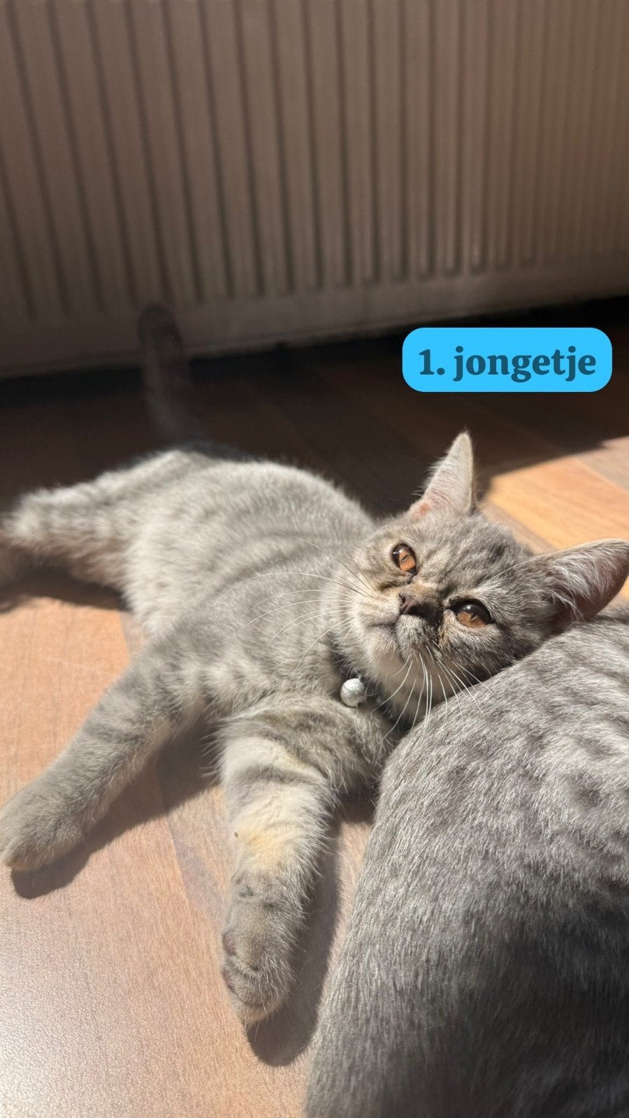 5 prachtige britse korthaar kittens., Dieren en Toebehoren, Meerdere dieren, Ontwormd, 0 tot 2 jaar