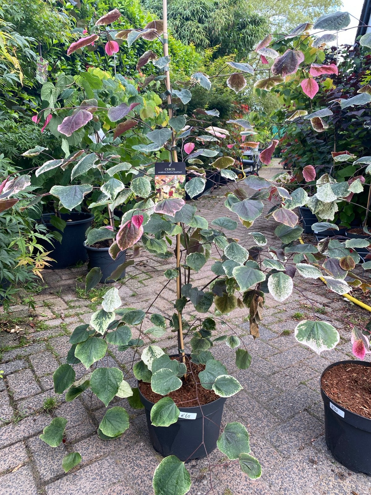 Cercis canadensis Carolina Sweetheart in pot, Tuin en Terras, Overige soorten, Lente, 100 tot 250 cm, Ophalen