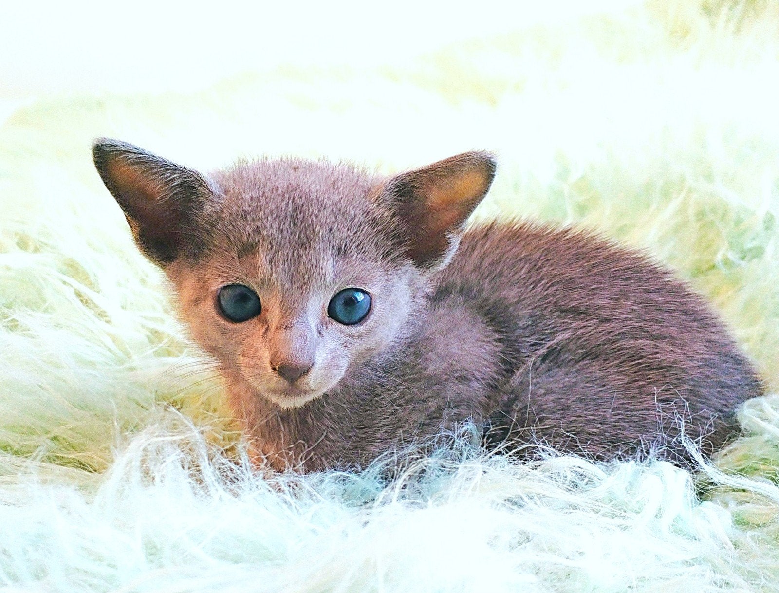 Blauwe Rus kittens, Meerdere dieren, Met stamboom, 0 tot 2 jaar