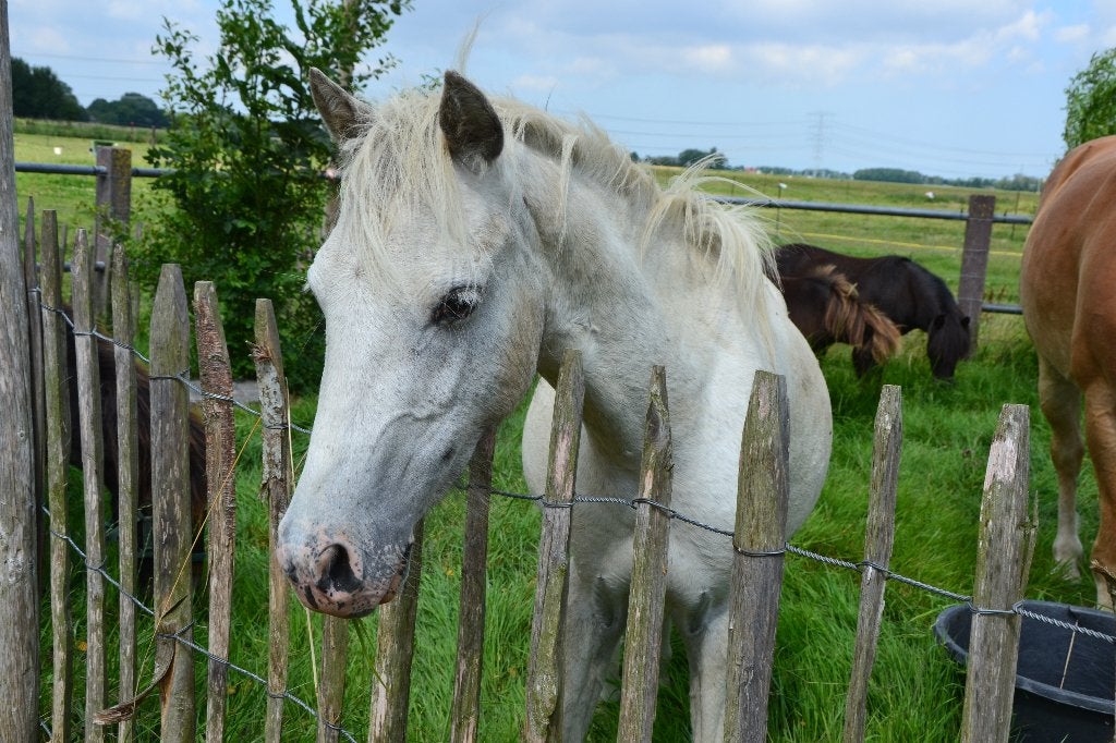 valk fewspot hengst, diverse shetlanders merrie bont, zwart, Met stamboom, Niet van toepassing, 0 tot 2 jaar, B pony (1.17m tot 1.27m)