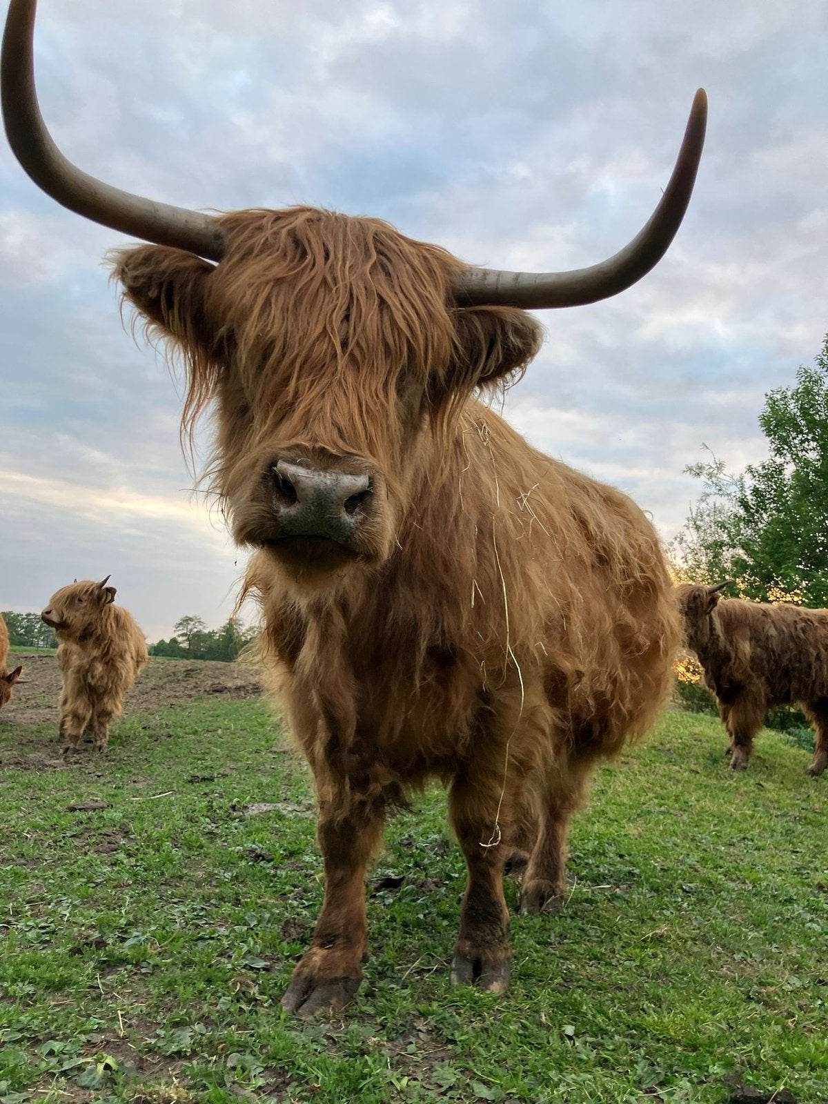 Schotse Hooglanders, Dieren en Toebehoren, Runderen, Meerdere dieren