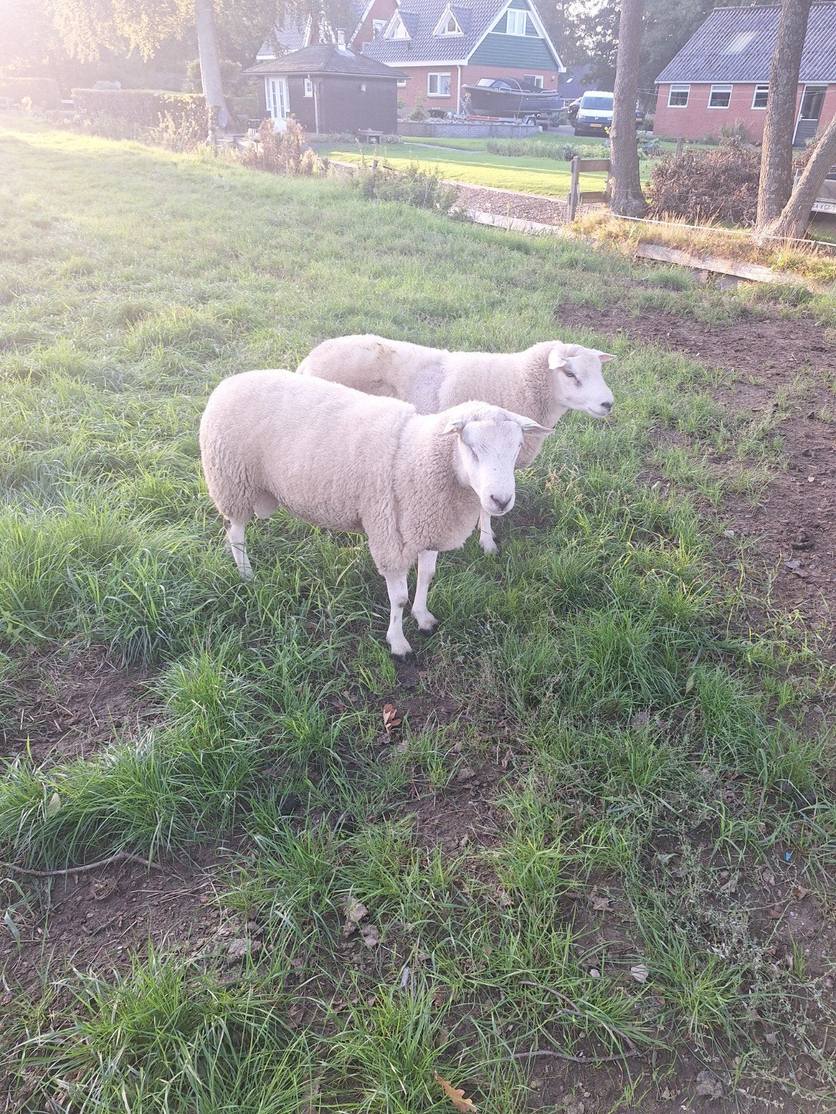 2 overjarige swifter dekrammen, Mannelijk, Schaap