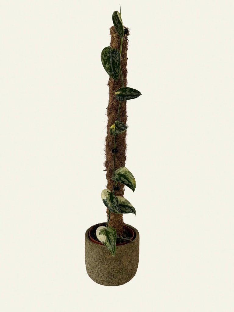 Scindapsus Mayari, Huis en Inrichting, Kamerplanten, Ophalen of Verzenden, Halfschaduw, Minder dan 100 cm