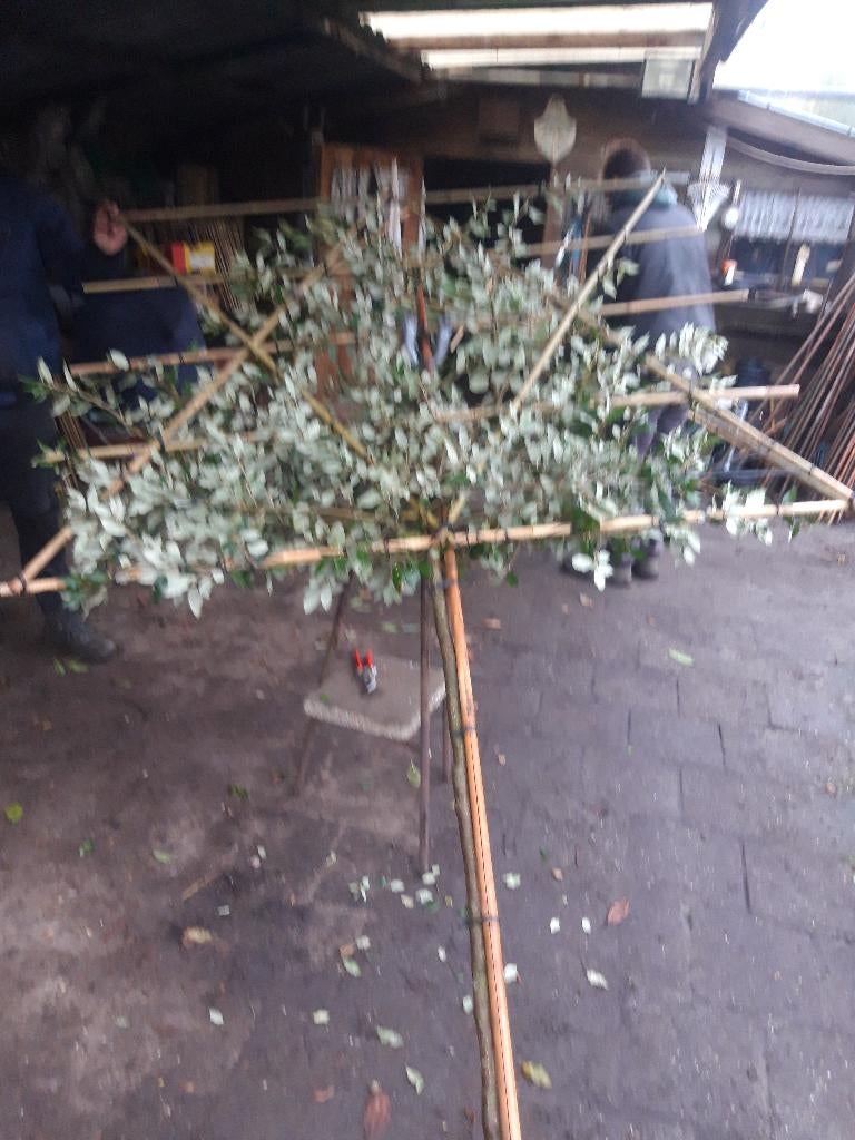 Quercus ilex of Steeneik als leiboom in pot, Tuin en Terras, Bloeit niet, Leiboom, 250 tot 400 cm, Ophalen