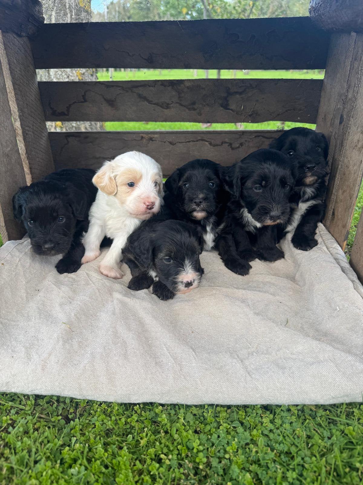 Labradoodle/boomer puppy’s. Unieke combinatie, 8 tot 15 weken, Meerdere, Meerdere dieren, Klein