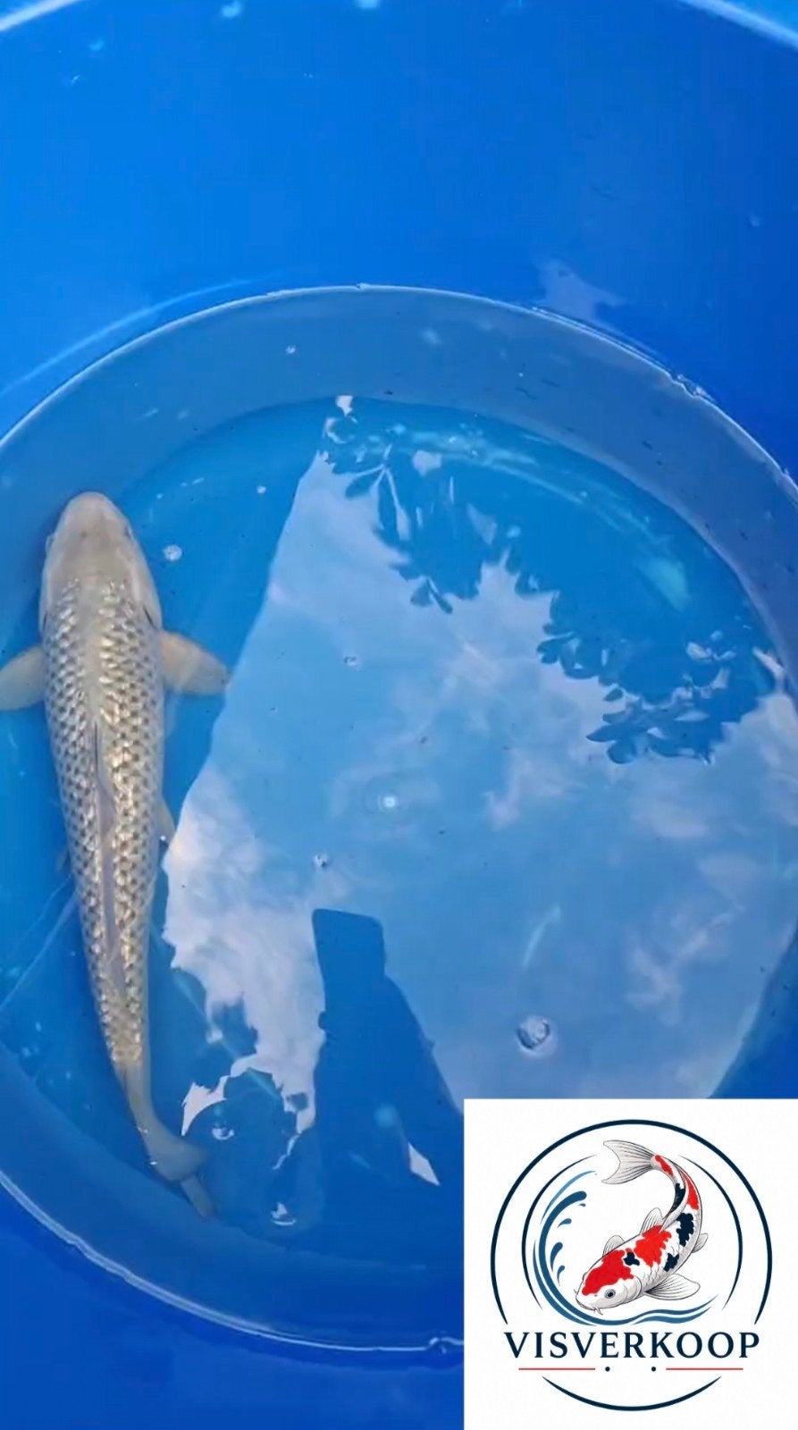 Koi Ginrin Soragoi., Dieren en Toebehoren, Karper of Koi