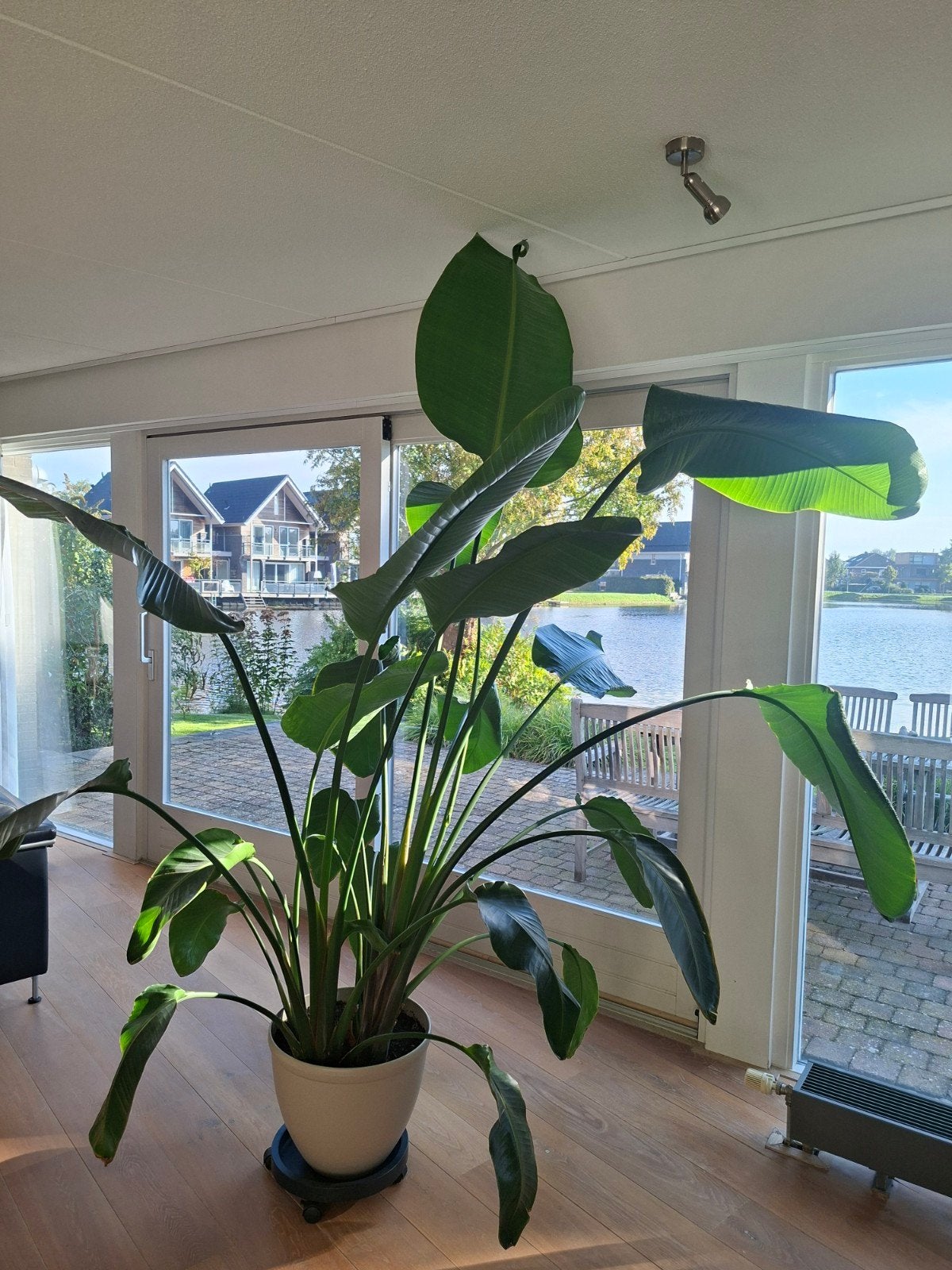 Grote Strelitzia Nicolai - Paradijsvogelplant, Ophalen, Overige soorten, Halfschaduw, In pot