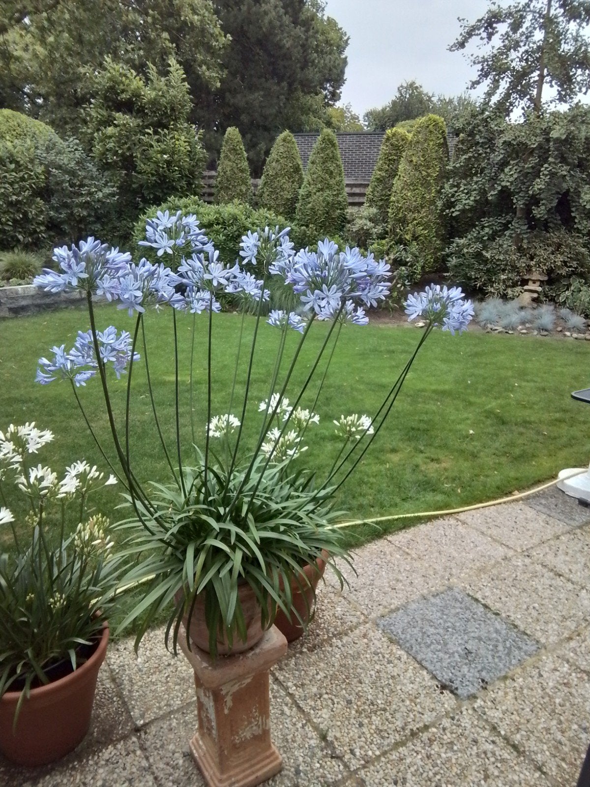 Mooie grote Agapantus kleur lila, Ophalen of Verzenden, Overige soorten, Volle zon