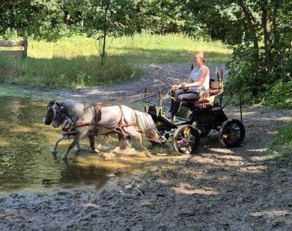 1e premie pintaloosa Falabella dekhengst te koop, Hengst, A pony (tot 1.17m), 3 tot 6 jaar, Recreatiepony