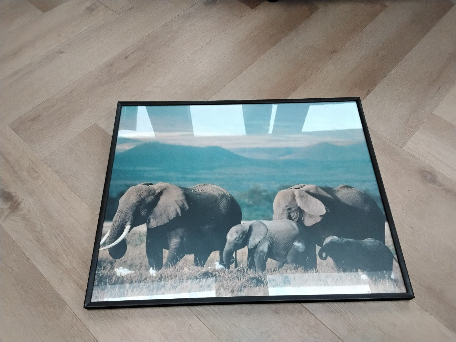 olifanten schilderij met zwarte lijst, Ophalen of Verzenden, Zo goed als nieuw, Minder dan 50 cm, Schilderij