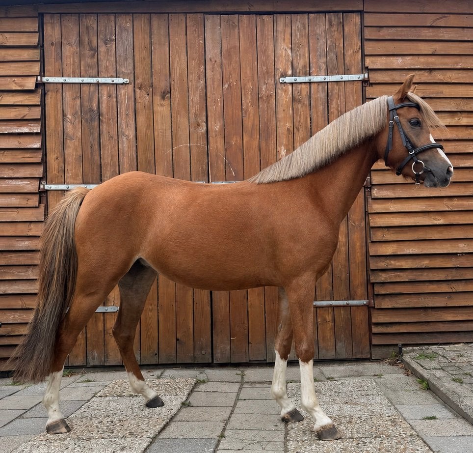 De allerknapste C pony merrie!, Merrie, 3 tot 6 jaar