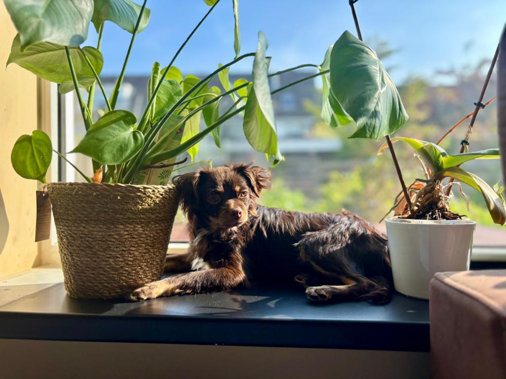 Chocolade Chihuahla, Dieren en Toebehoren, Ophalen of Verzenden, Zo goed als nieuw