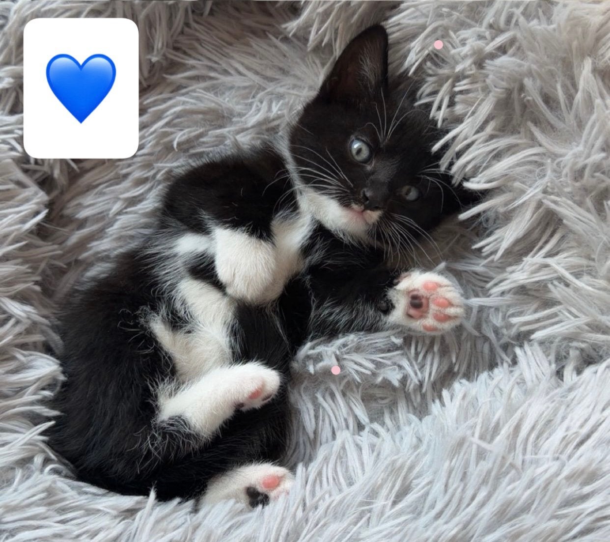 Kitten, Poes, 0 tot 2 jaar