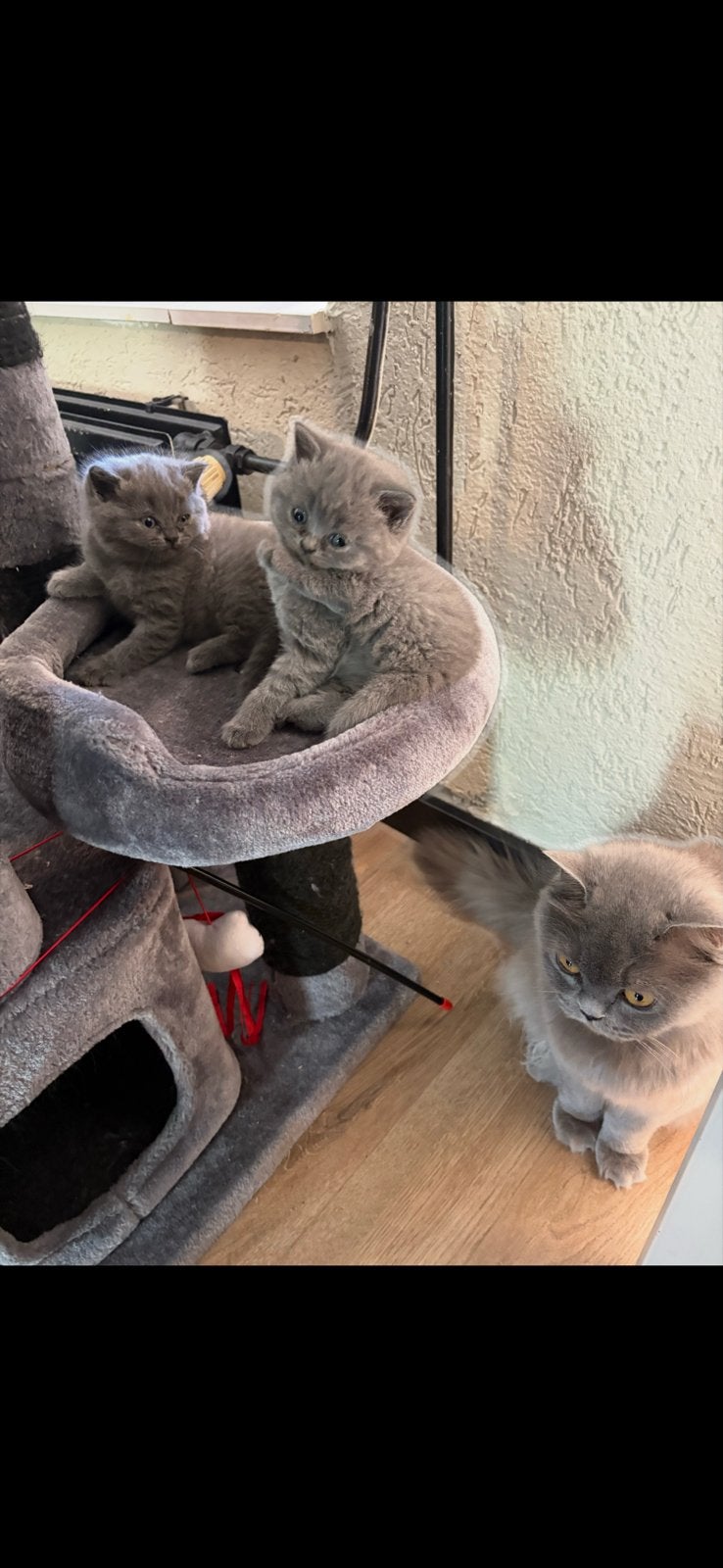 Britse korthaar kitten poes 9 weken, Poes, Ontwormd
