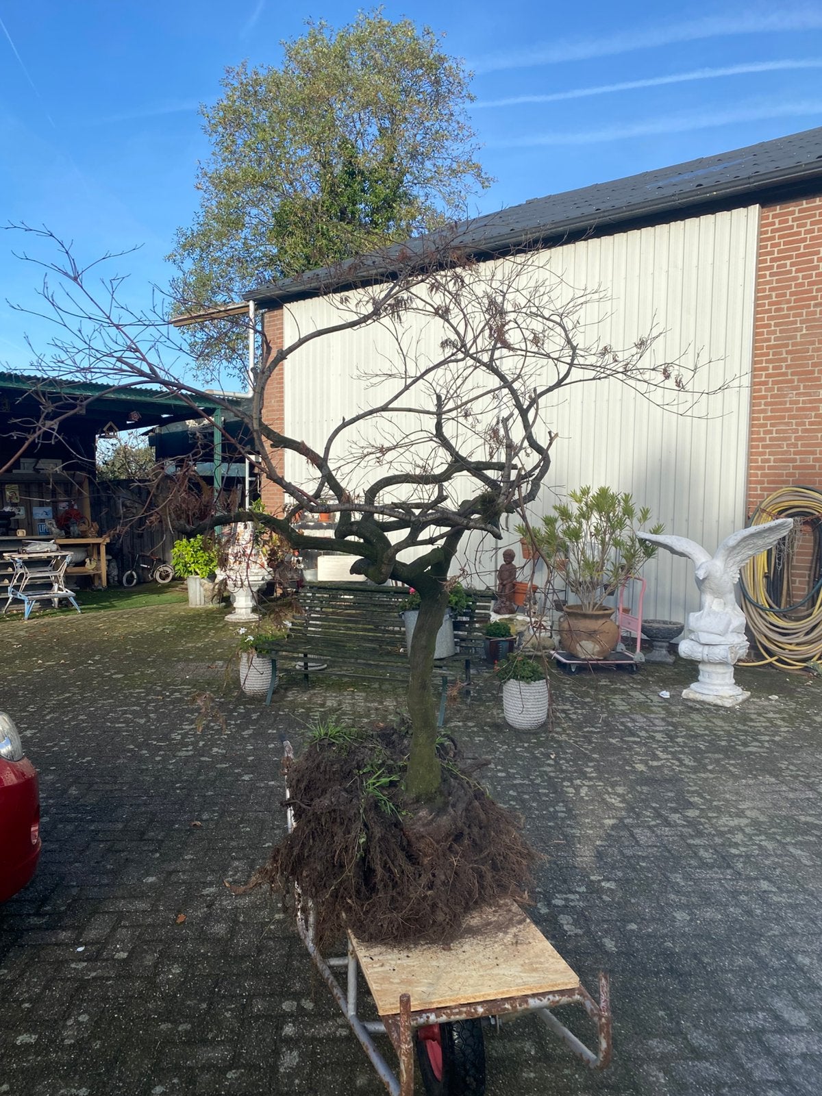 Prachtige Japanse Esdoorn rood, Tuin en Terras, Ophalen, Bloeit niet, Halfschaduw, Overige soorten