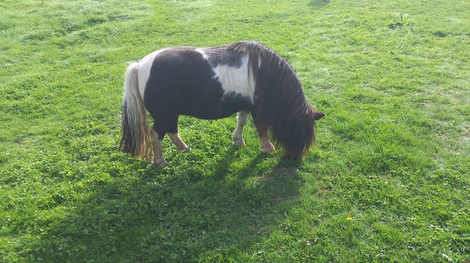 ZWARTBONTE MERRIE EN MEER., Merrie