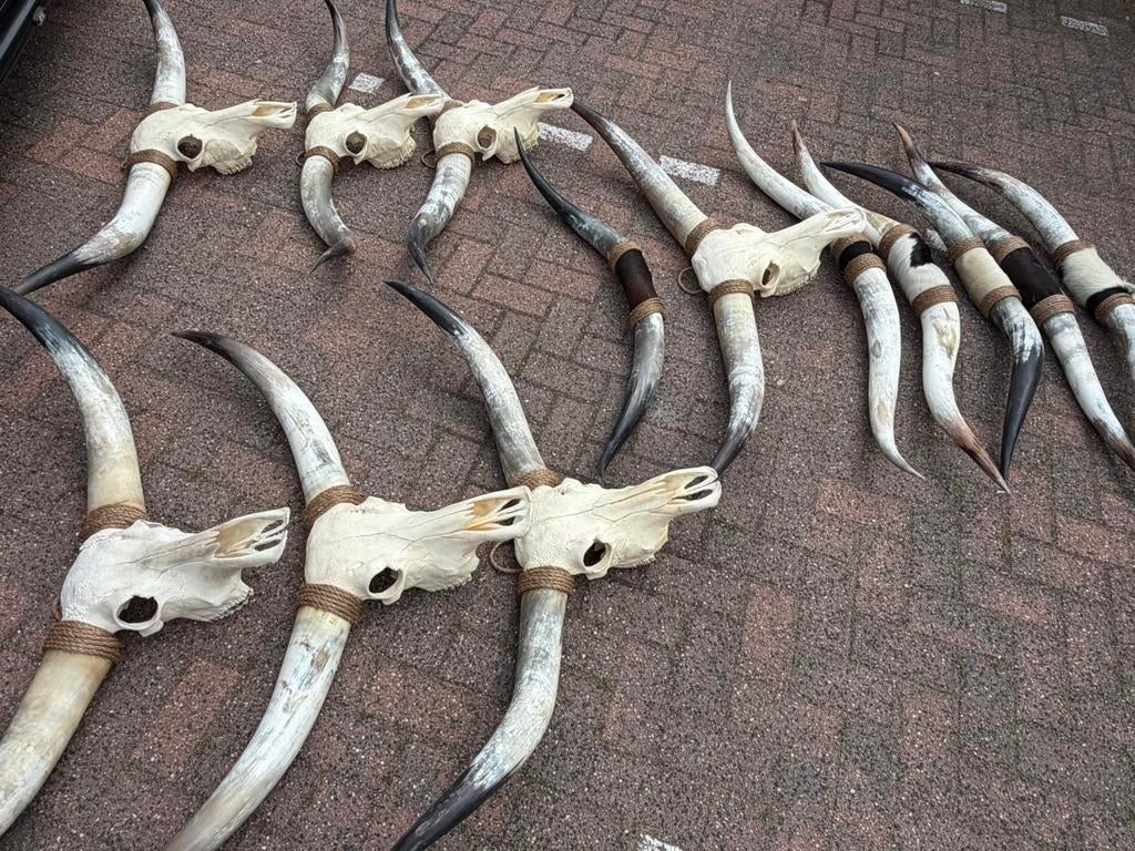 Longhorns longhorn hoorn western mancave texas hoorn, Ophalen, Nieuw, Overige soorten, Schedel