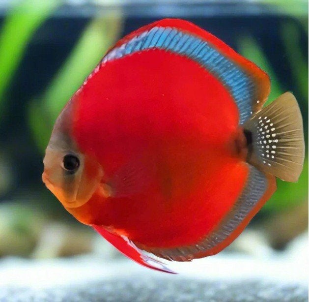 Red Cover Blue Rim ca 12 cm- Koidream Valburg, Dieren en Toebehoren, Vis, Zoetwatervis