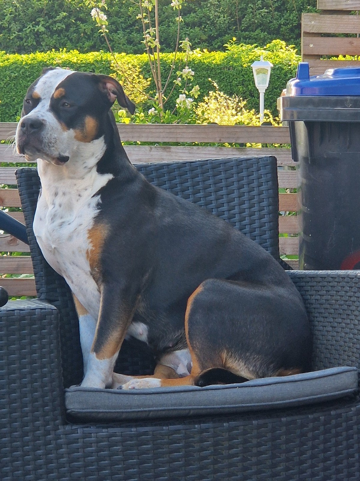american bully teefje, Overige rassen, 1 tot 2 jaar, Teef, Parvo