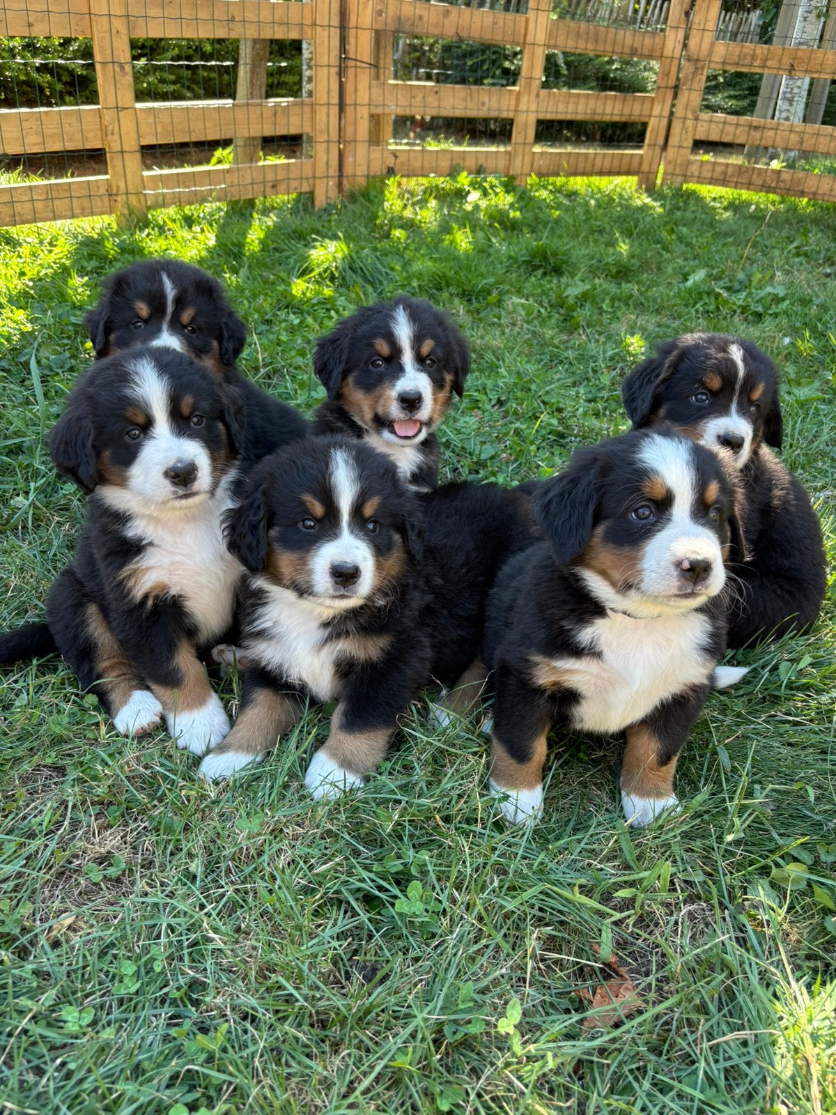 Prachtige Raszuivere Berner Sennen Pups!!, Dieren en Toebehoren, Honden | Bulldogs, Pinschers en Molossers, Parvo, 8 tot 15 weken