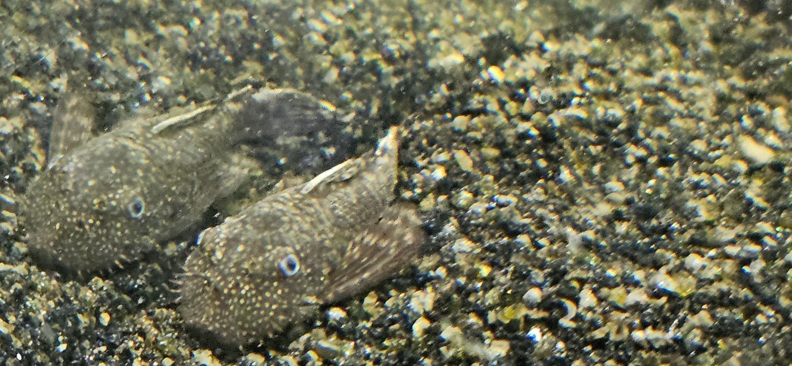 Algeneter, Vis, Zoetwatervis