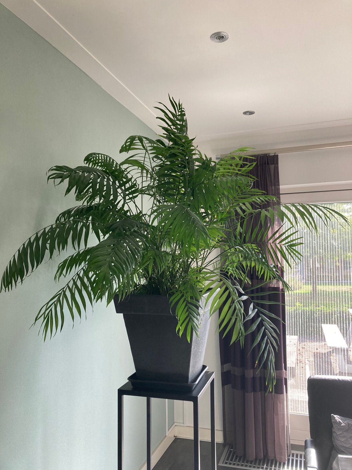 Grote plant in pot, Ophalen, In pot, Halfschaduw, Minder dan 100 cm