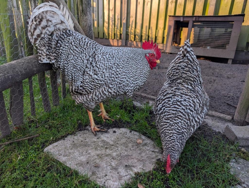Amrock groot broedeieren, Dieren en Toebehoren, Geslacht onbekend, Kip