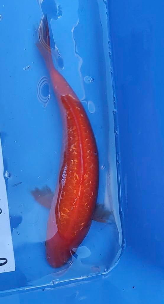 Japanse koi Ginrin red Karashigoi 25 cm, Dieren en Toebehoren, Vissen | Vijvervissen, Karper of Koi