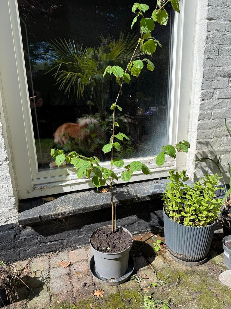 Hazelaar - 1.3m hoog, Tuin en Terras, Planten | Bomen, Overige soorten, Lente, 100 tot 250 cm, Ophalen