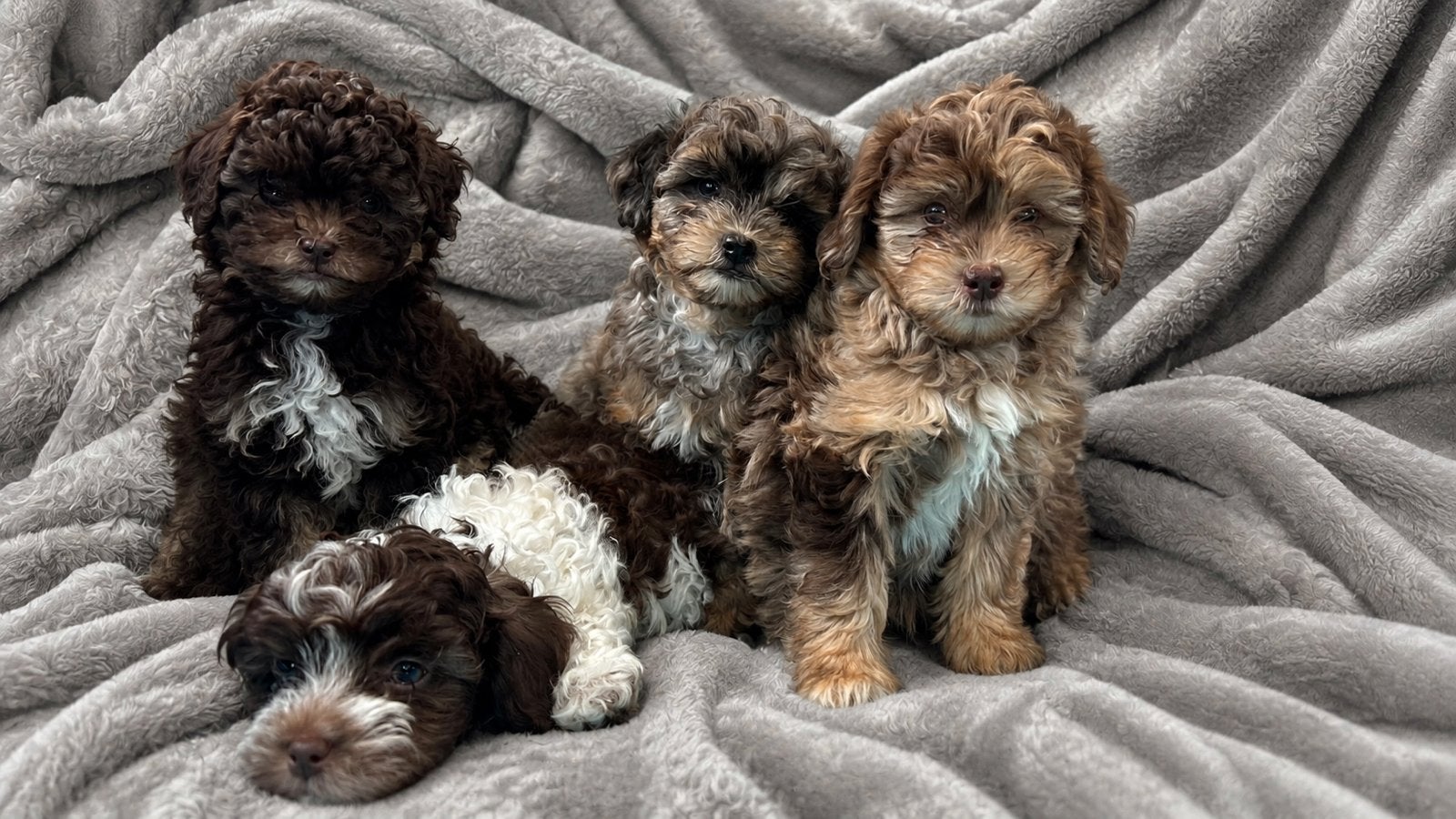 Maltipoo pups, Parvo, Reu, 8 tot 15 weken, Meerdere