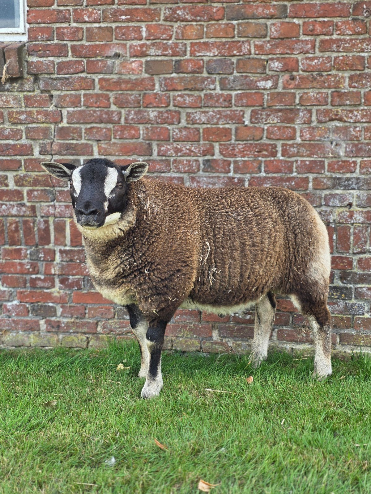Dassekop x Blauwtesselaar, Dieren en Toebehoren, Mannelijk, Schaap