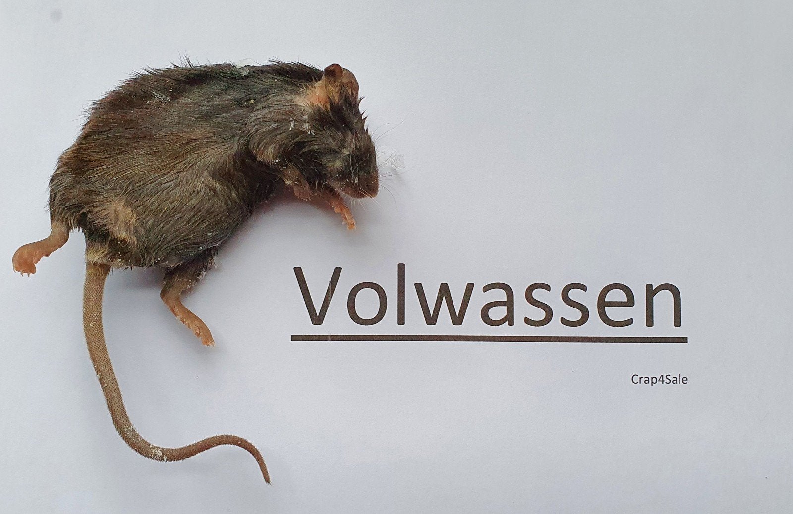 100x volwassen voedsel diepvries muizen, Ophalen, Nieuw, Overige typen