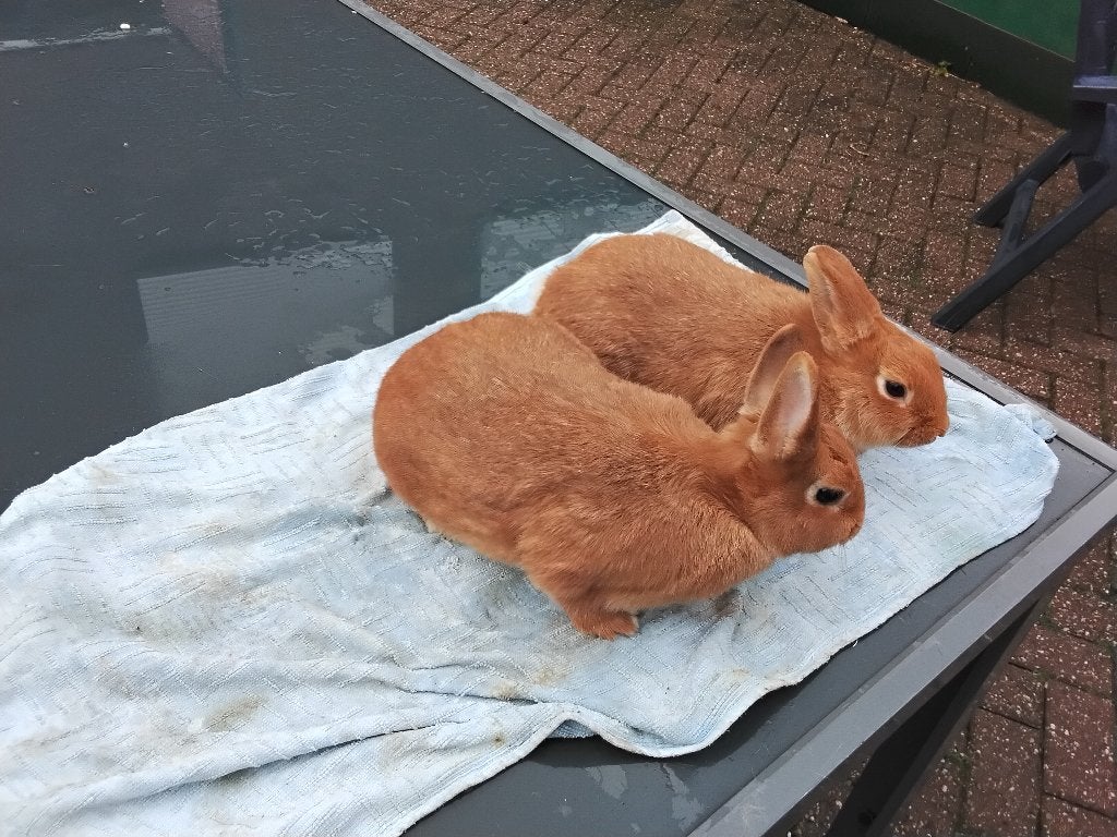 2 x gecastreerd konijn en 1 voedster, Dieren en Toebehoren, Mannelijk, Middelgroot, 0 tot 2 jaar