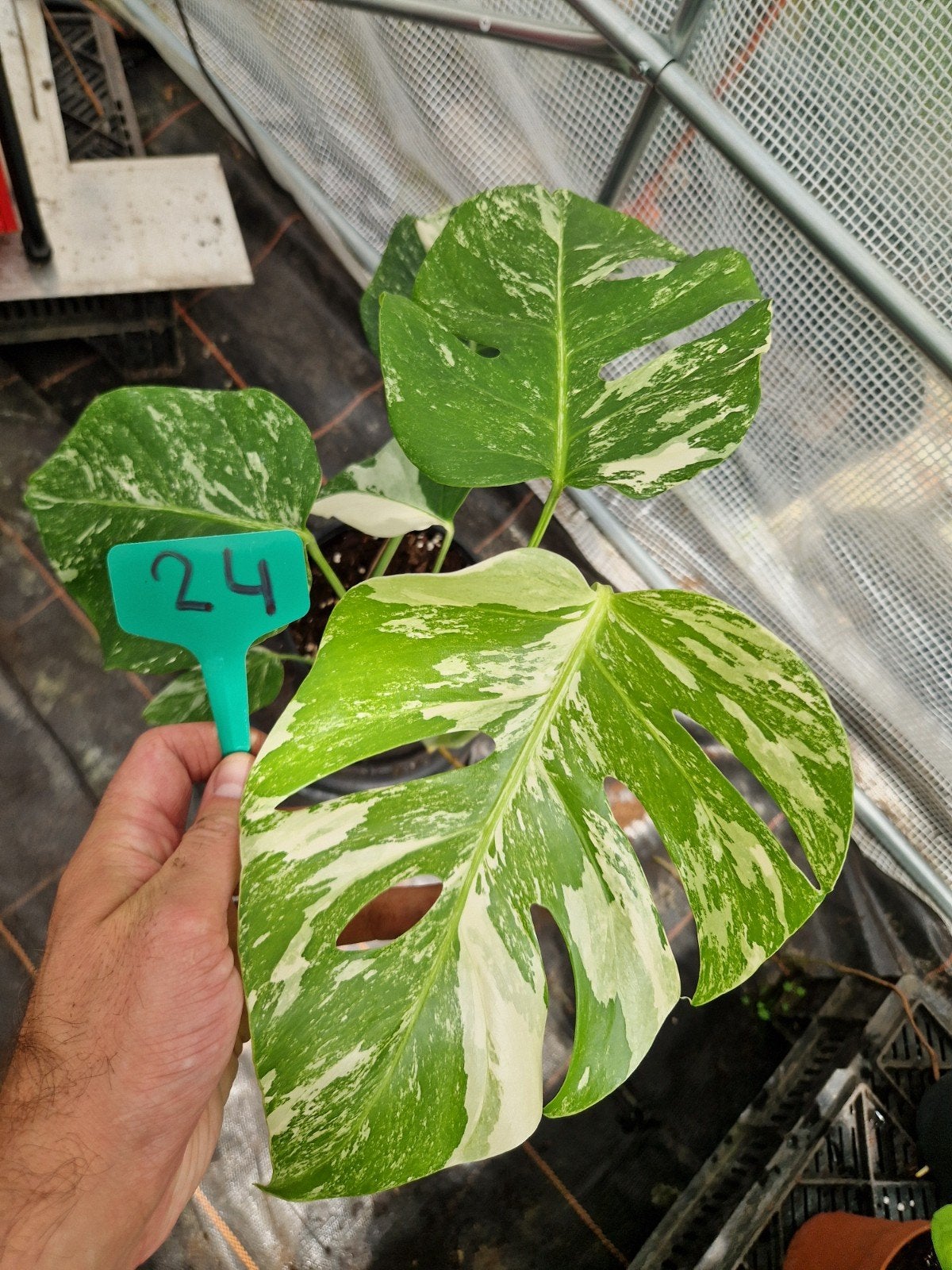 Monstera Deliciosa Albo Variegata kamerplant #24, Ophalen of Verzenden, Halfschaduw, Minder dan 100 cm