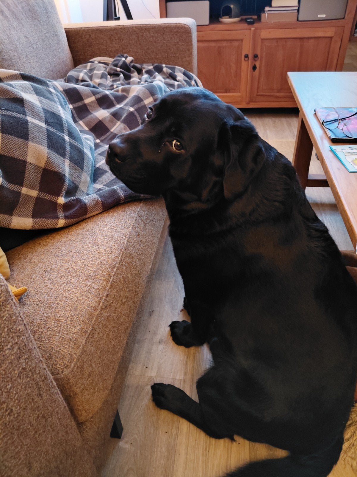 Gouden mand gezocht, Dieren en Toebehoren, Reu, Parvo, Eén hond, 3 tot 5 jaar