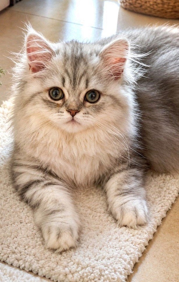 💕Britse Langhaar/ Korthaar kittens, silver tabby blotched, Dieren en Toebehoren, Poes, 0 tot 2 jaar