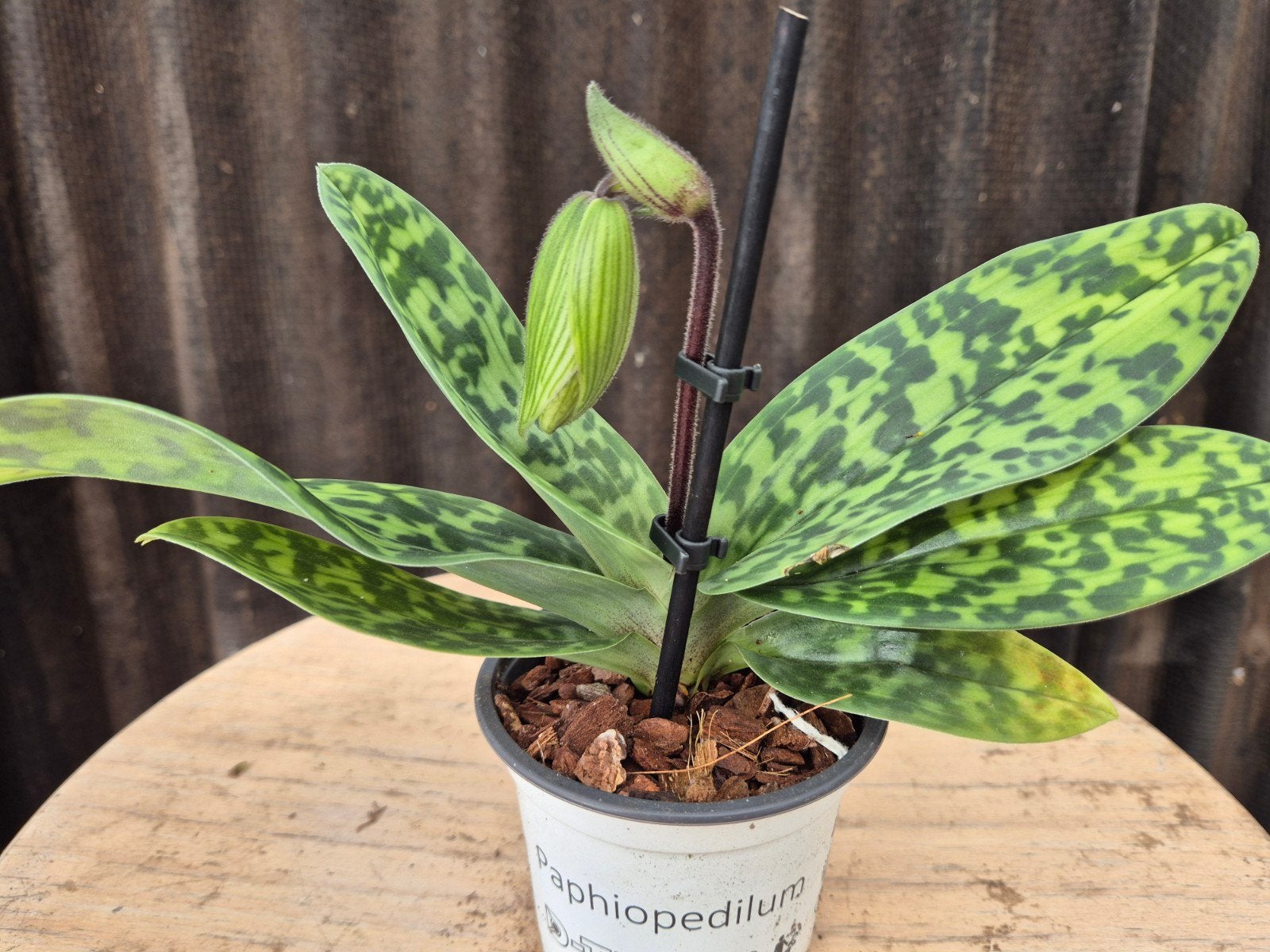 Orchidee Paphiopedilum p9 (18), Ophalen of Verzenden, Volle zon, Minder dan 100 cm