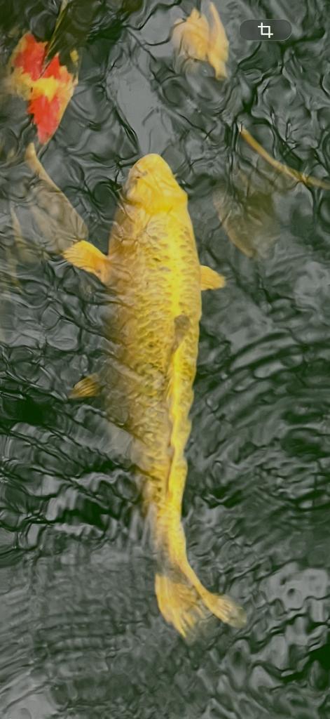 Yamabuki, Dieren en Toebehoren, Karper of Koi