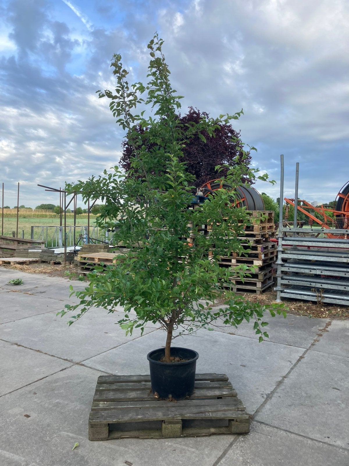 Malus sylvestris(wilde appel) struik  250/300 cm hoog in pot, Ophalen, In pot, 250 tot 400 cm