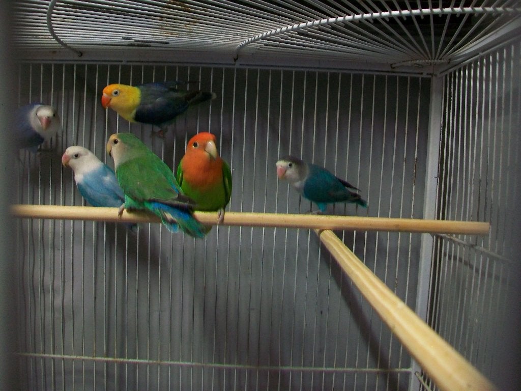 Agapornissen - fischeri te koop, Geslacht onbekend, Dwergpapegaai of Agapornis, Geringd