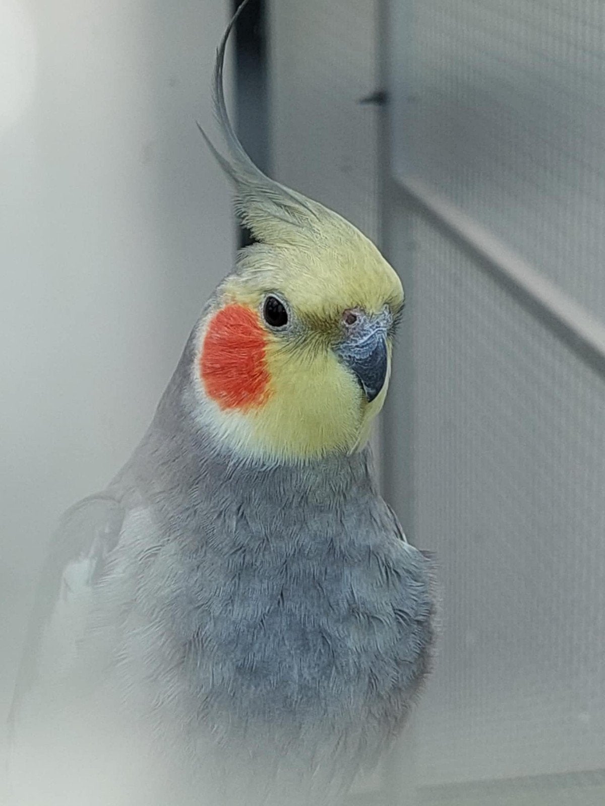 Valkparkiet man ( TAM ), Dieren en Toebehoren, Vogels | Parkieten en Papegaaien