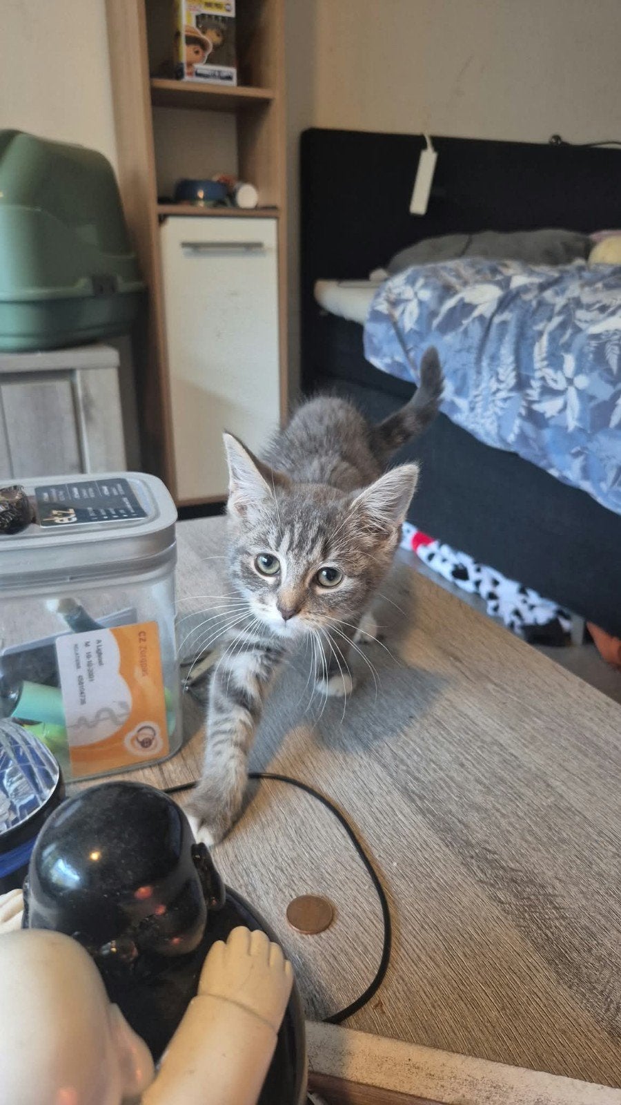 1 brits kortharige kitten geboren 14 mei, Poes