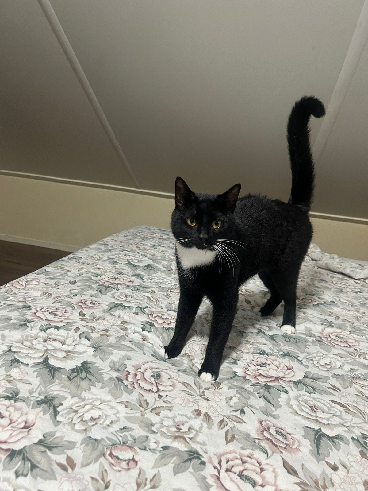 mannetjes kitten te koop, Dieren en Toebehoren, Katten en Kittens | Overige Katten, Kater